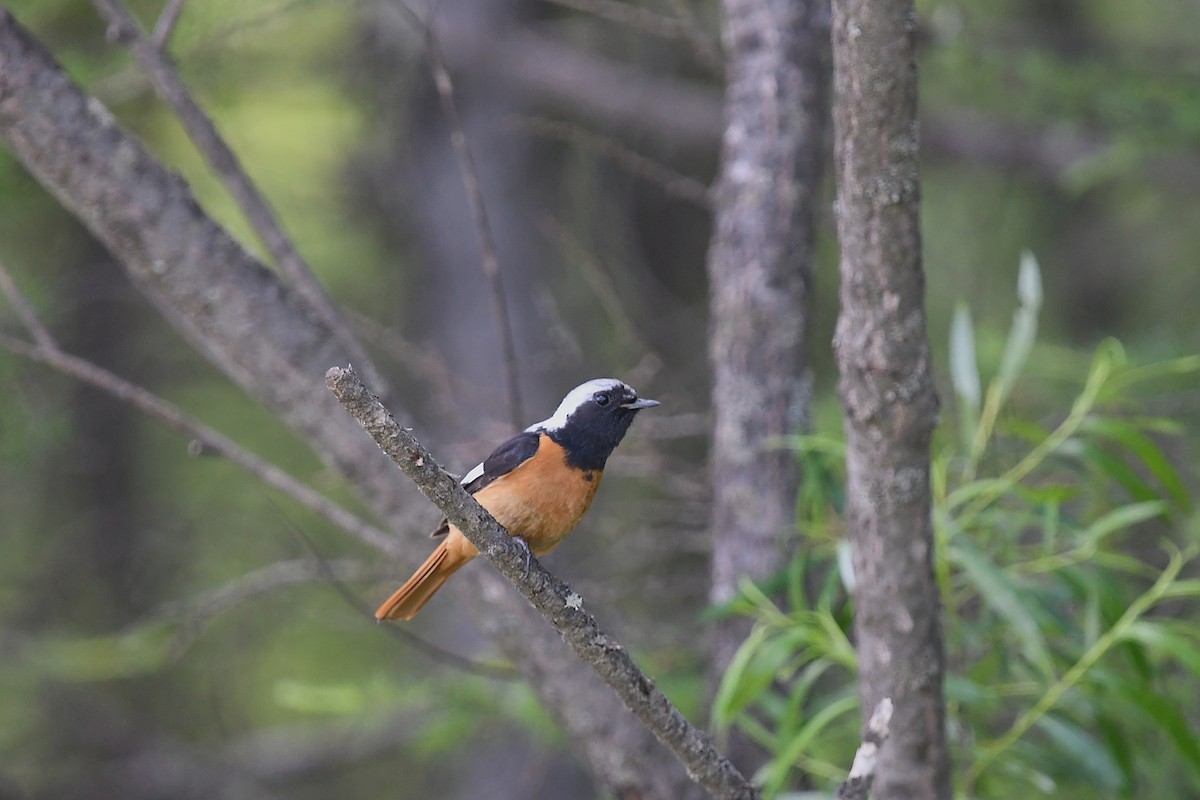 Daurian Redstart - ML620884932