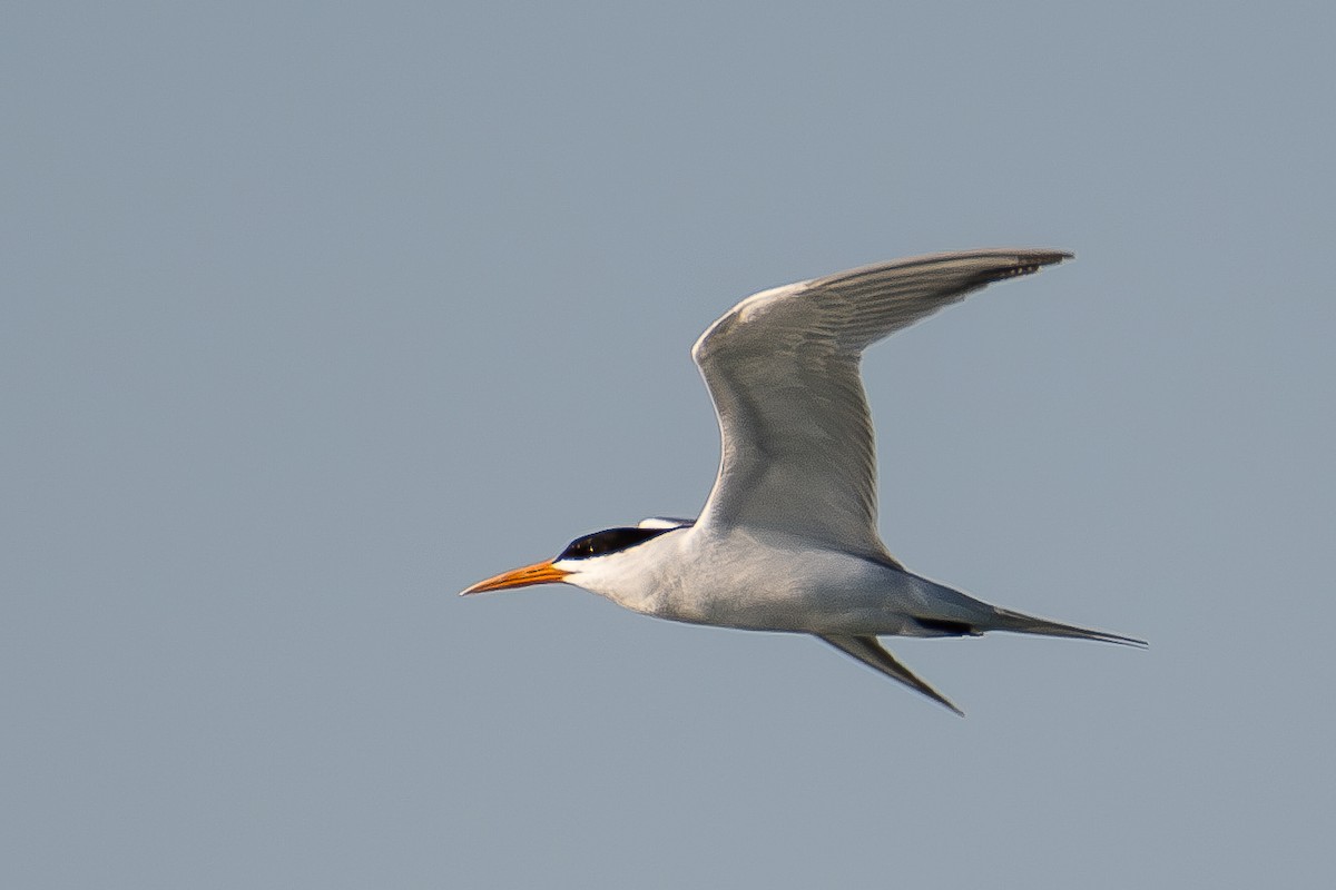 Lesser Crested Tern - ML620884939