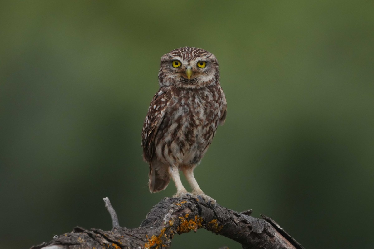 Little Owl - ML620884945