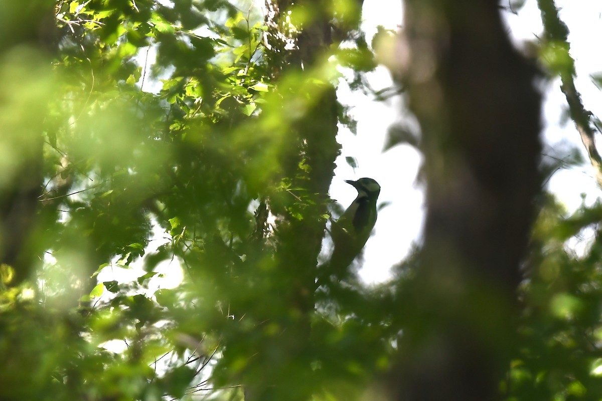 Great Spotted Woodpecker - ML620884954