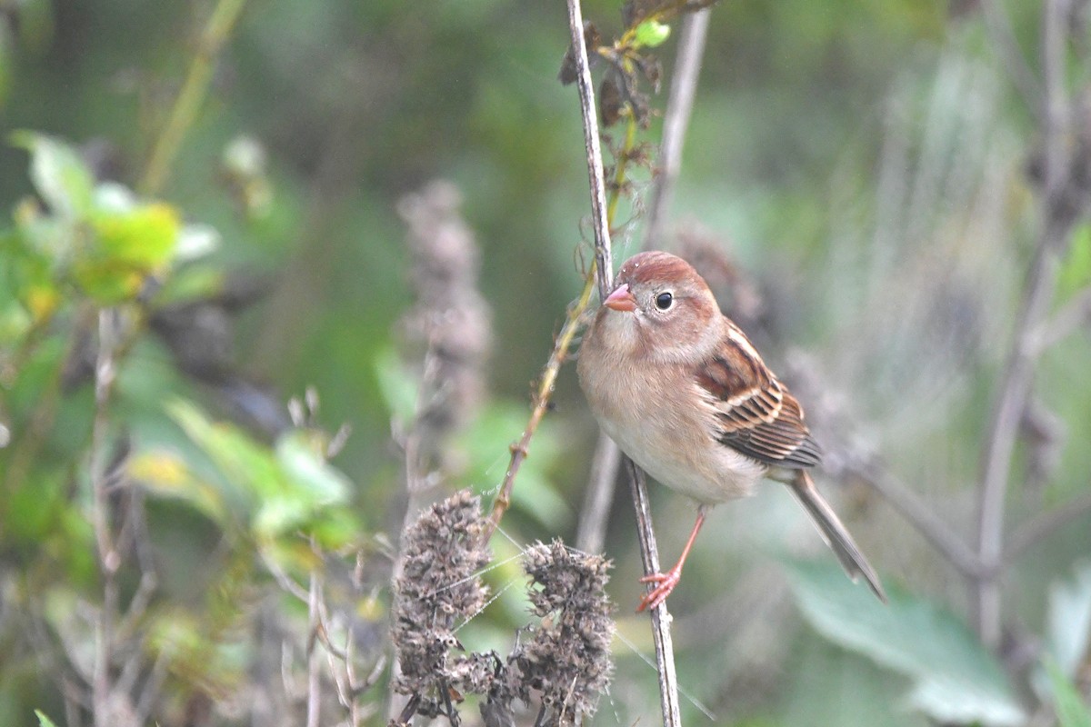 Field Sparrow - ML620884960
