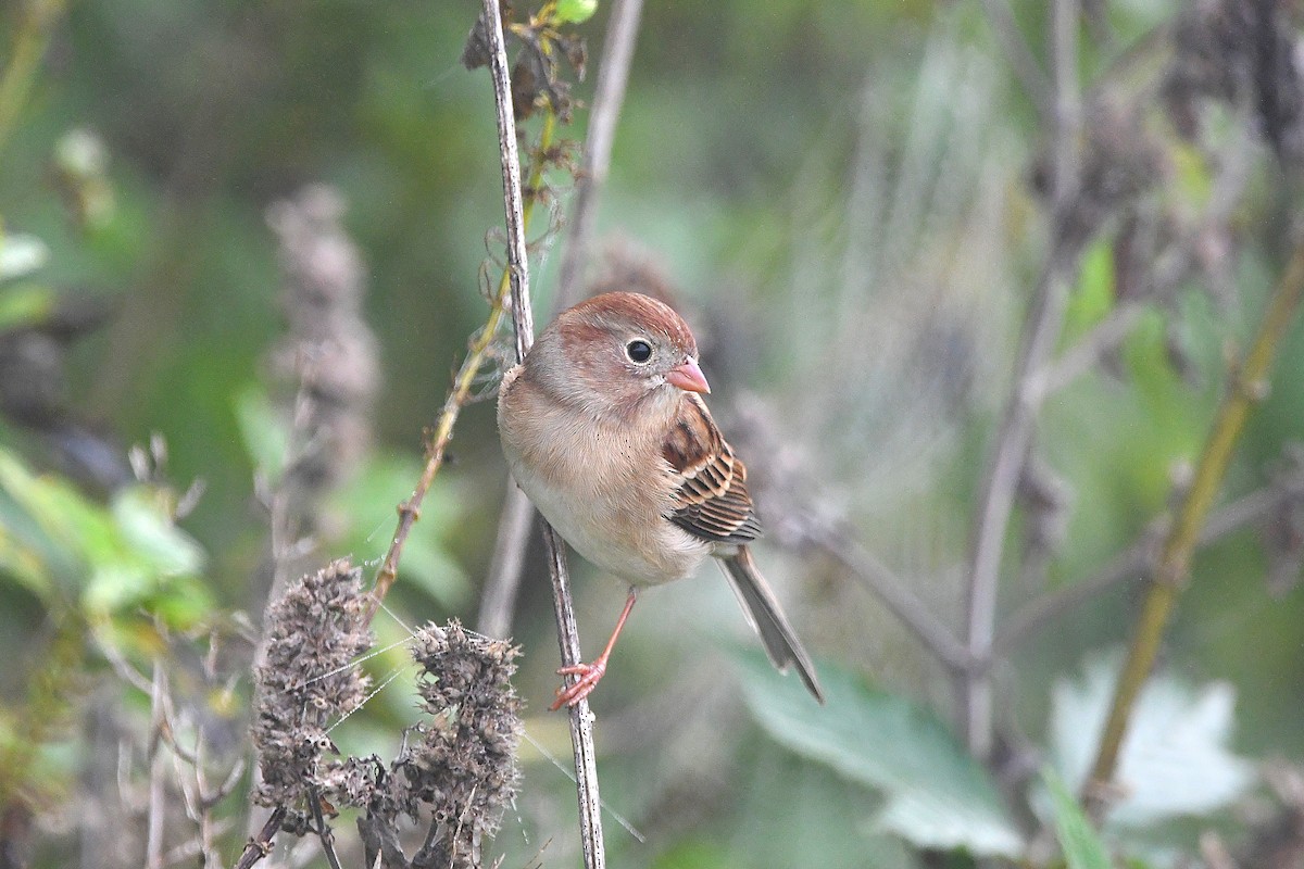 Field Sparrow - ML620884961