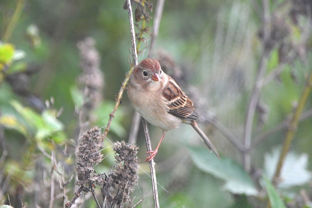 Field Sparrow - ML620884962