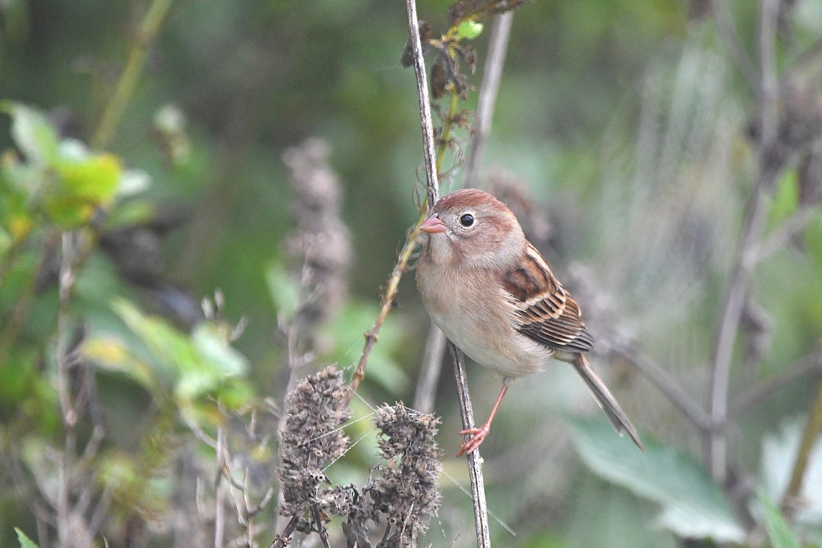 Field Sparrow - ML620884963
