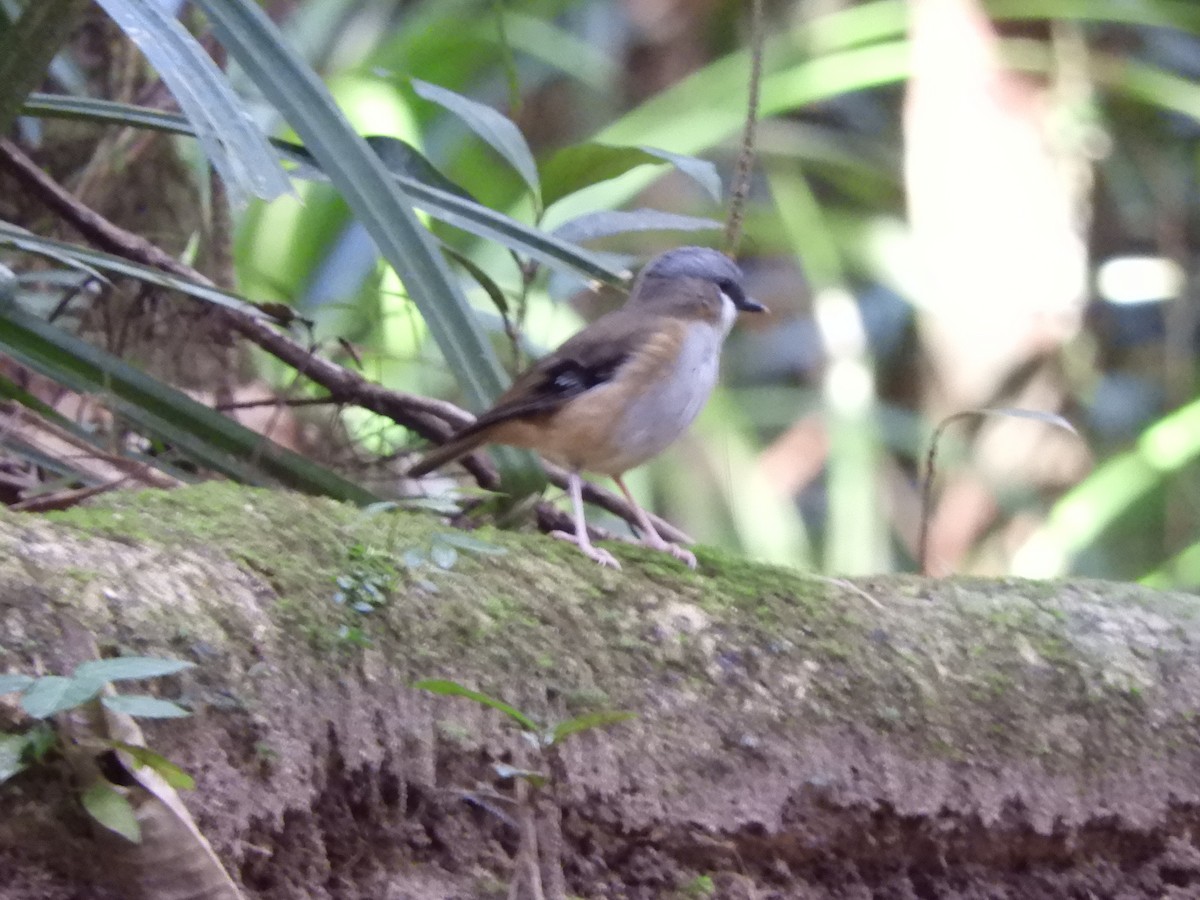 Gray-headed Robin - ML620884964