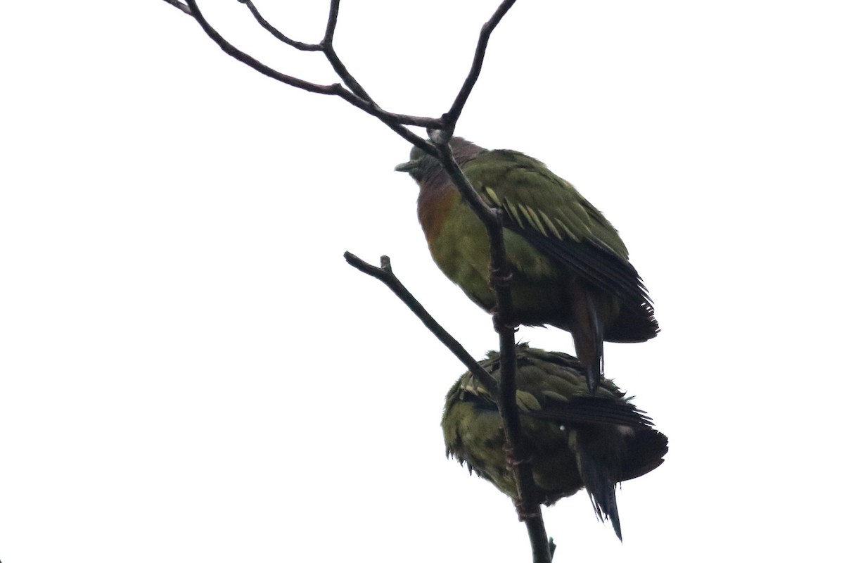 Pink-necked Green-Pigeon - ML620884974