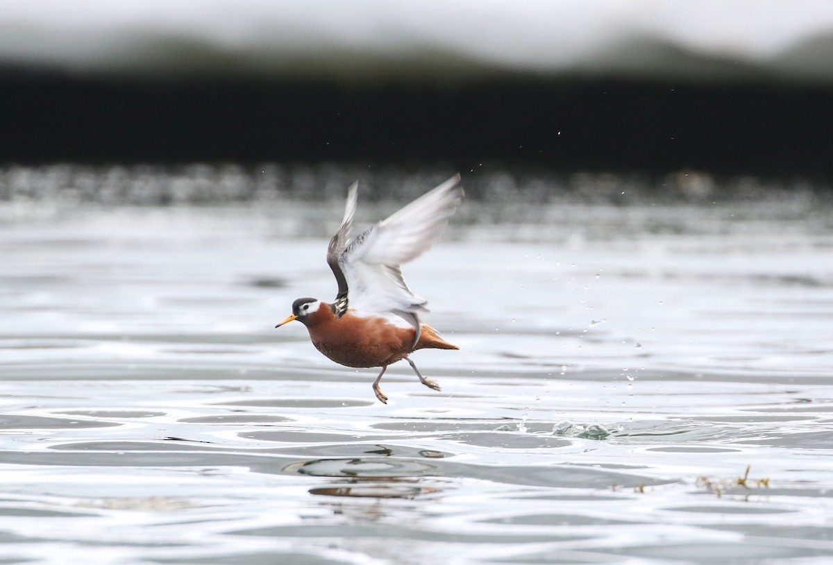 Red Phalarope - ML620884975