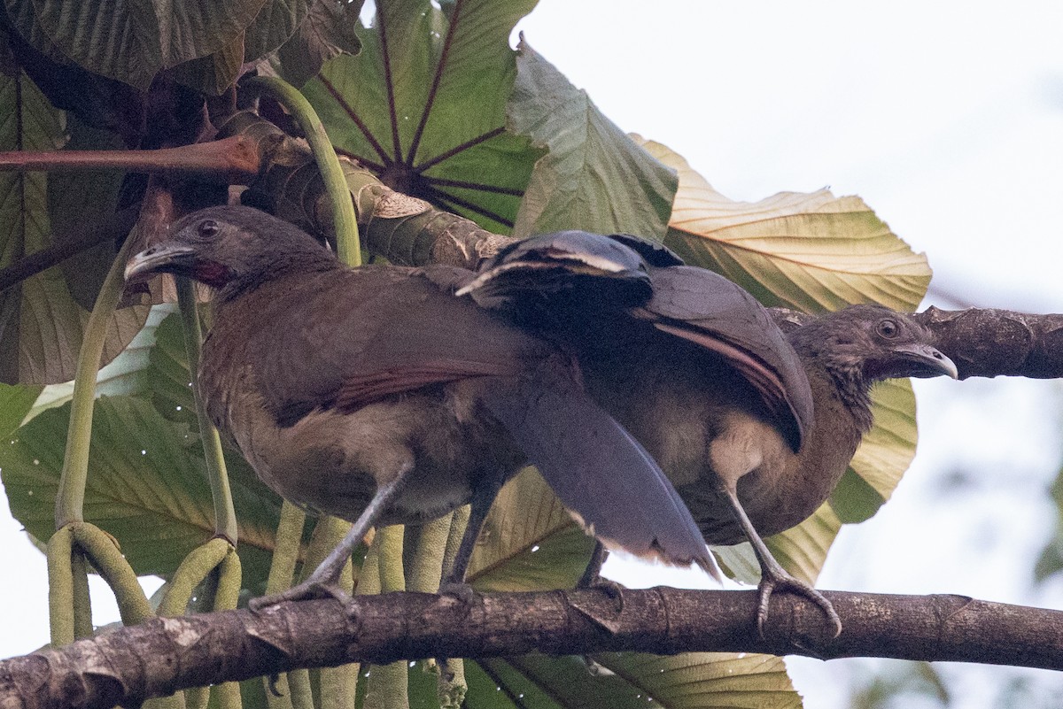 Gray-headed Chachalaca - Lutz Duerselen