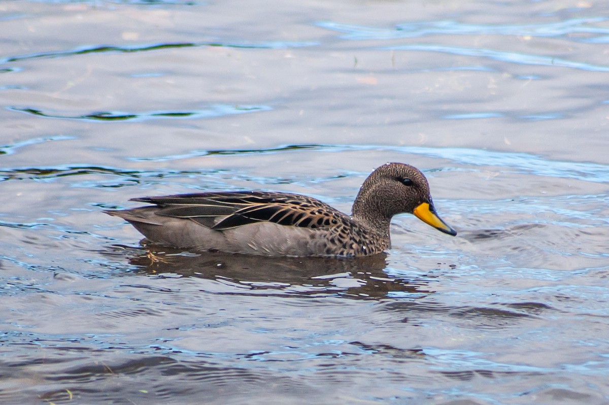 Yellow-billed Teal - Danae Garrido Hollstein