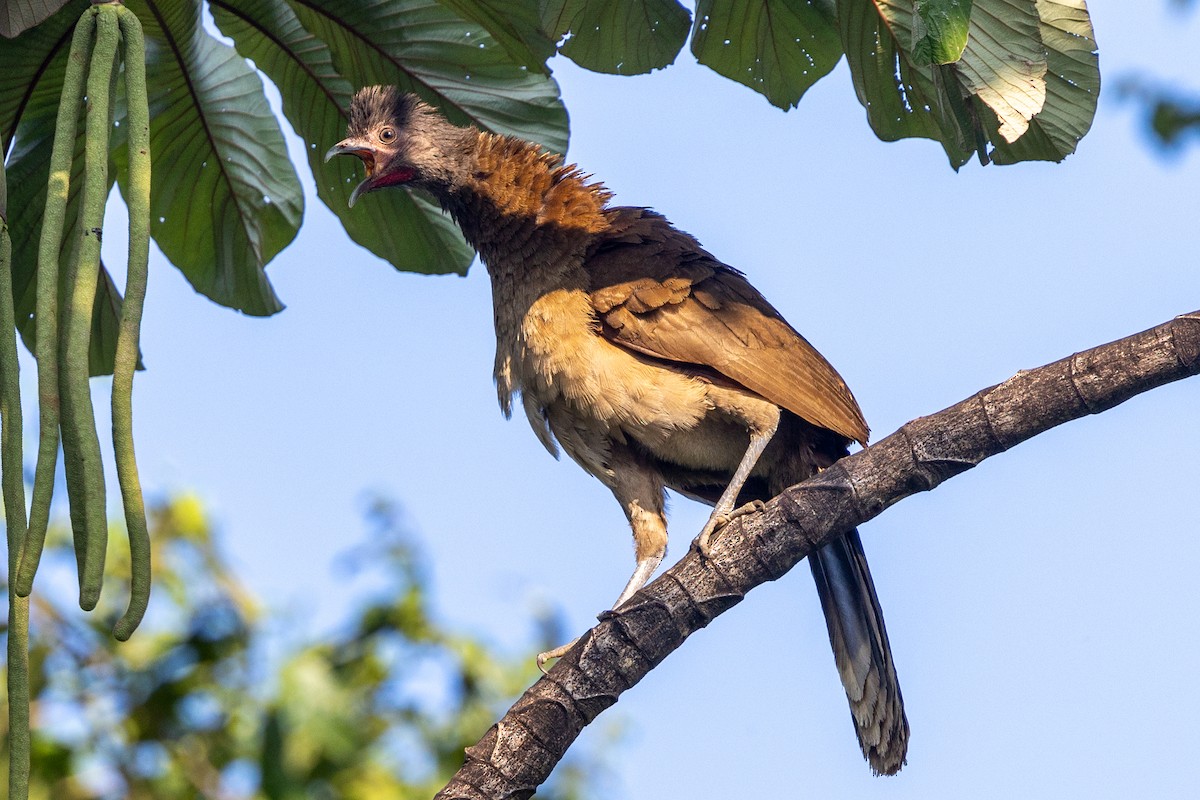 Gray-headed Chachalaca - ML620884979