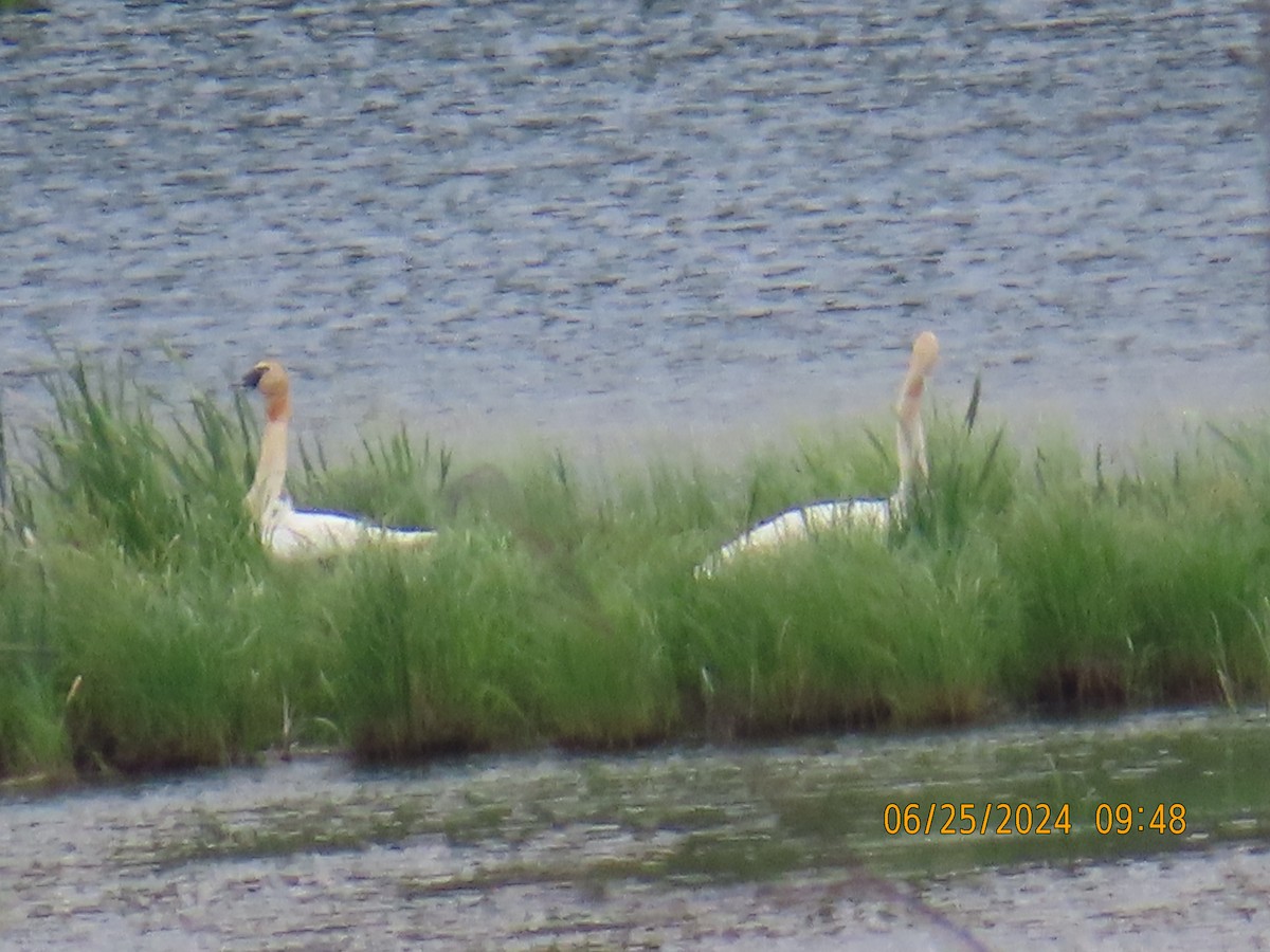 Trumpeter Swan - ML620884980