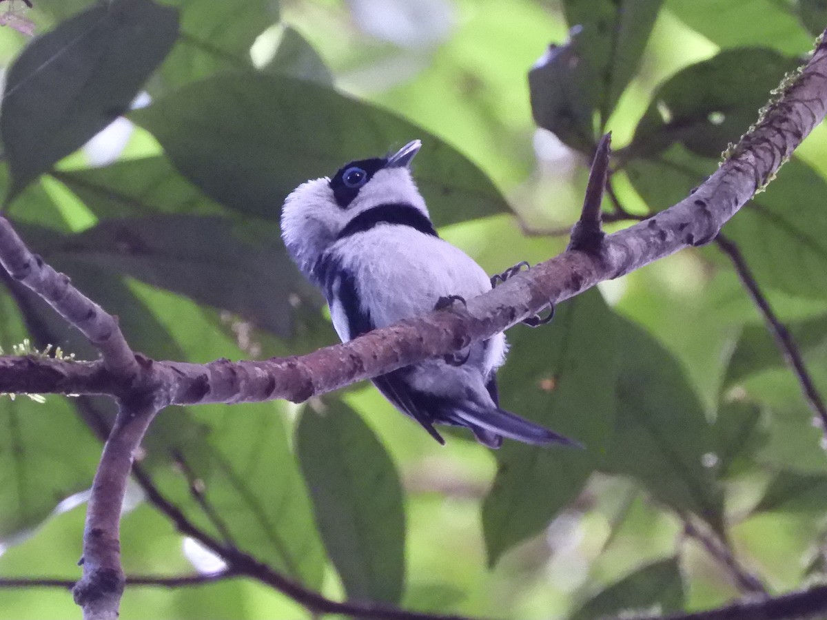 Pied Monarch - ML620884982