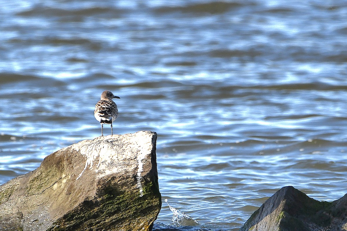 Mouette atricille - ML620884996