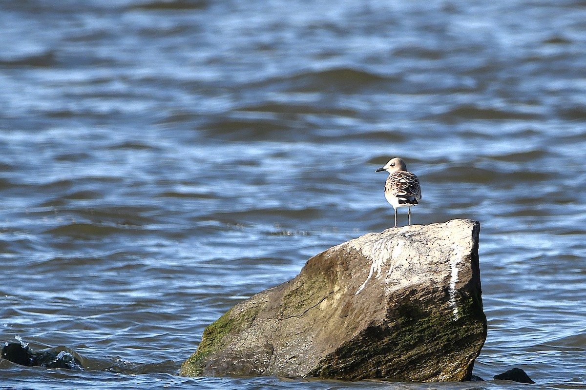 Mouette atricille - ML620884997