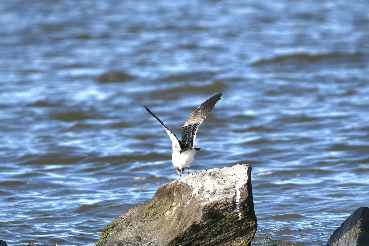 Mouette atricille - ML620884998