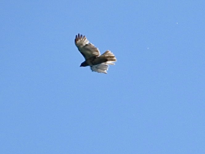 Red-tailed Hawk - ML620885002