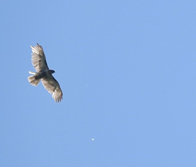 Red-tailed Hawk - ML620885003