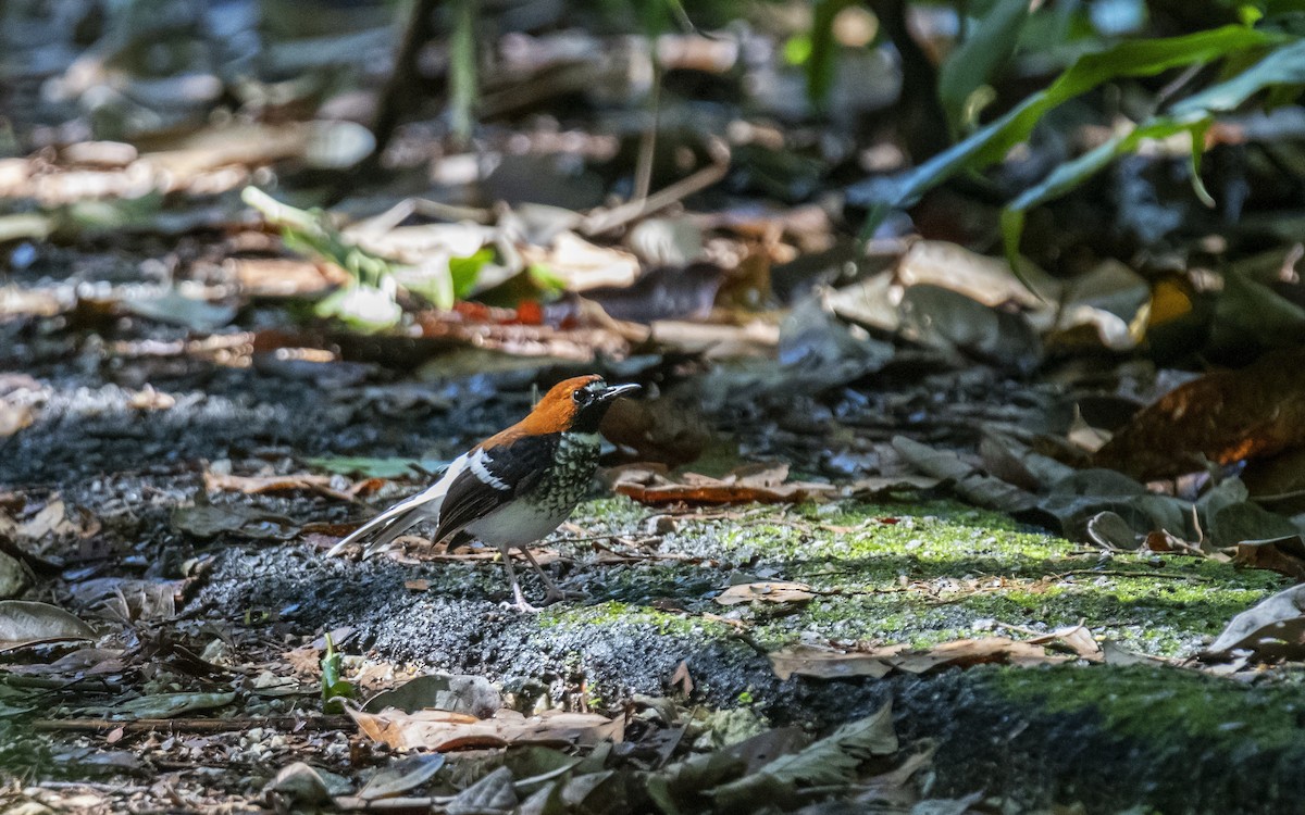 Chestnut-naped Forktail - ML620885004