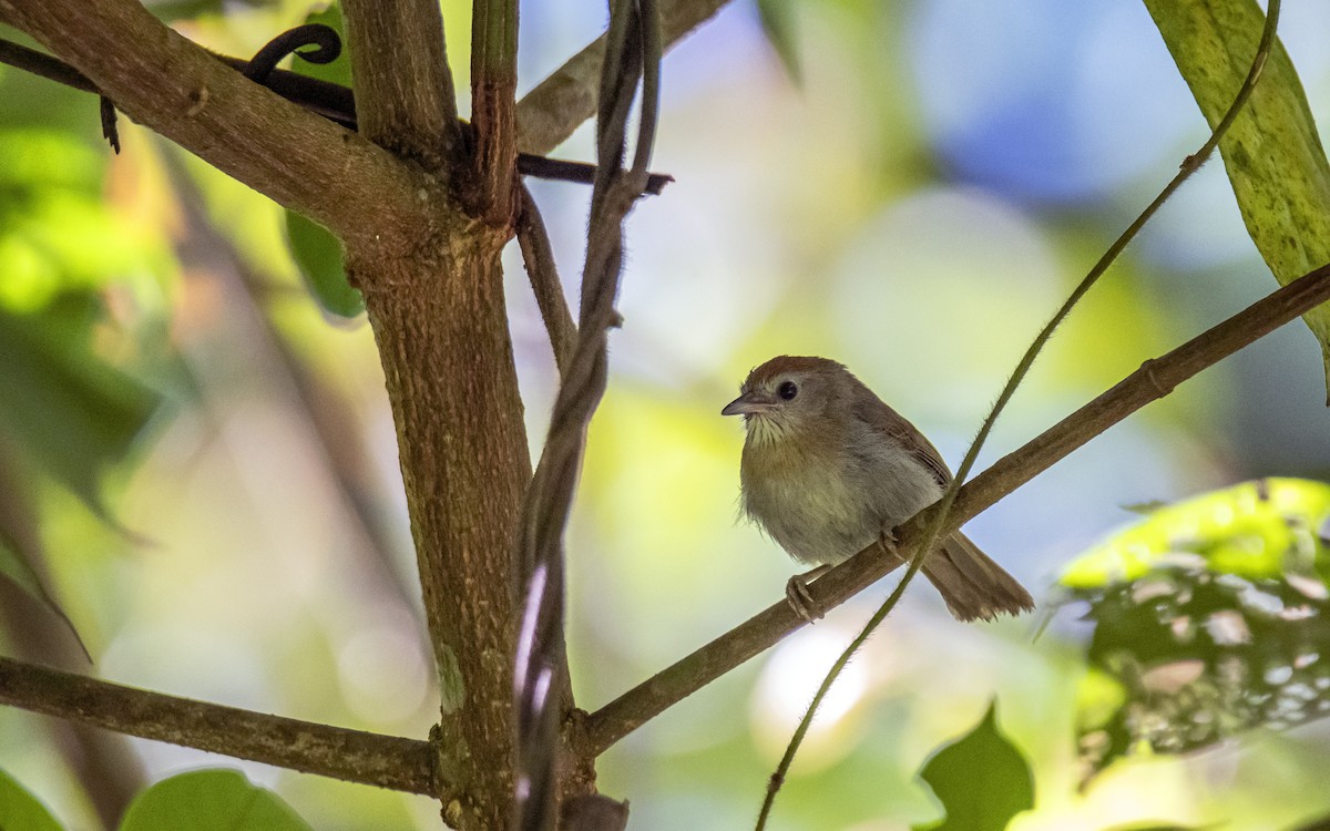 Rufous-fronted Babbler - ML620885005