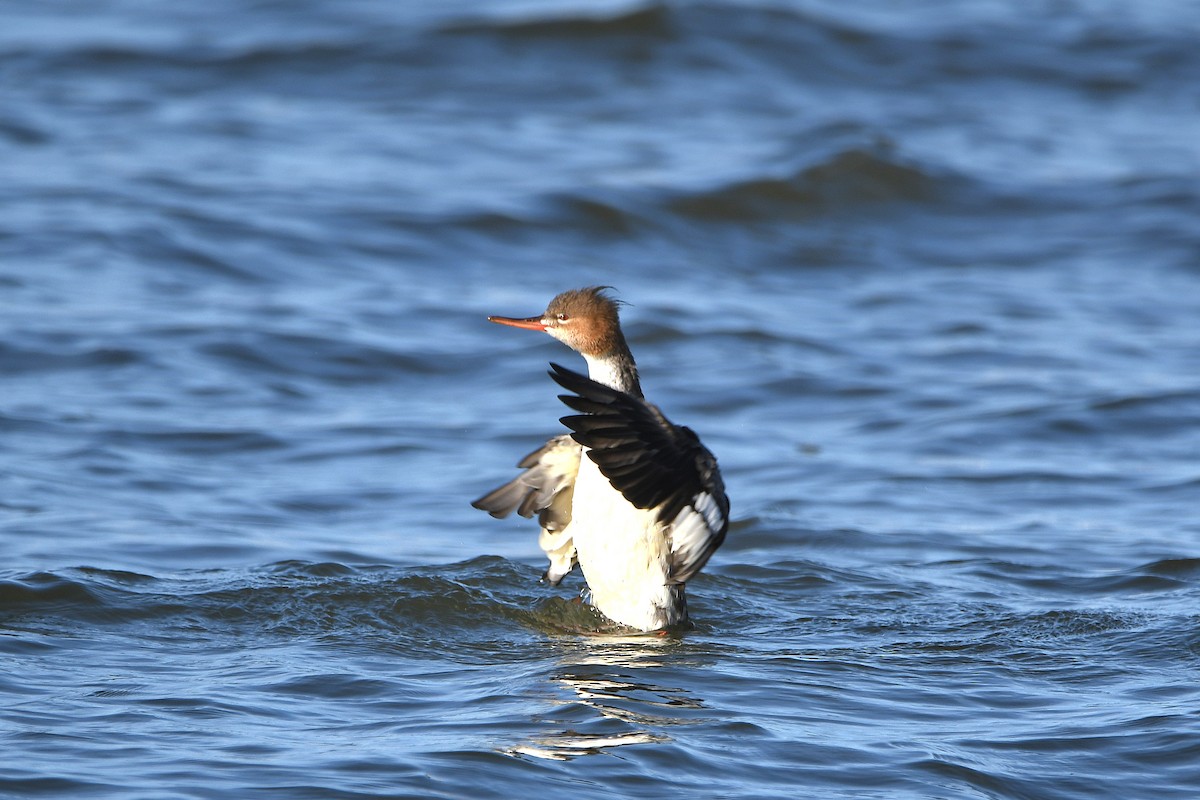 Red-breasted Merganser - ML620885006