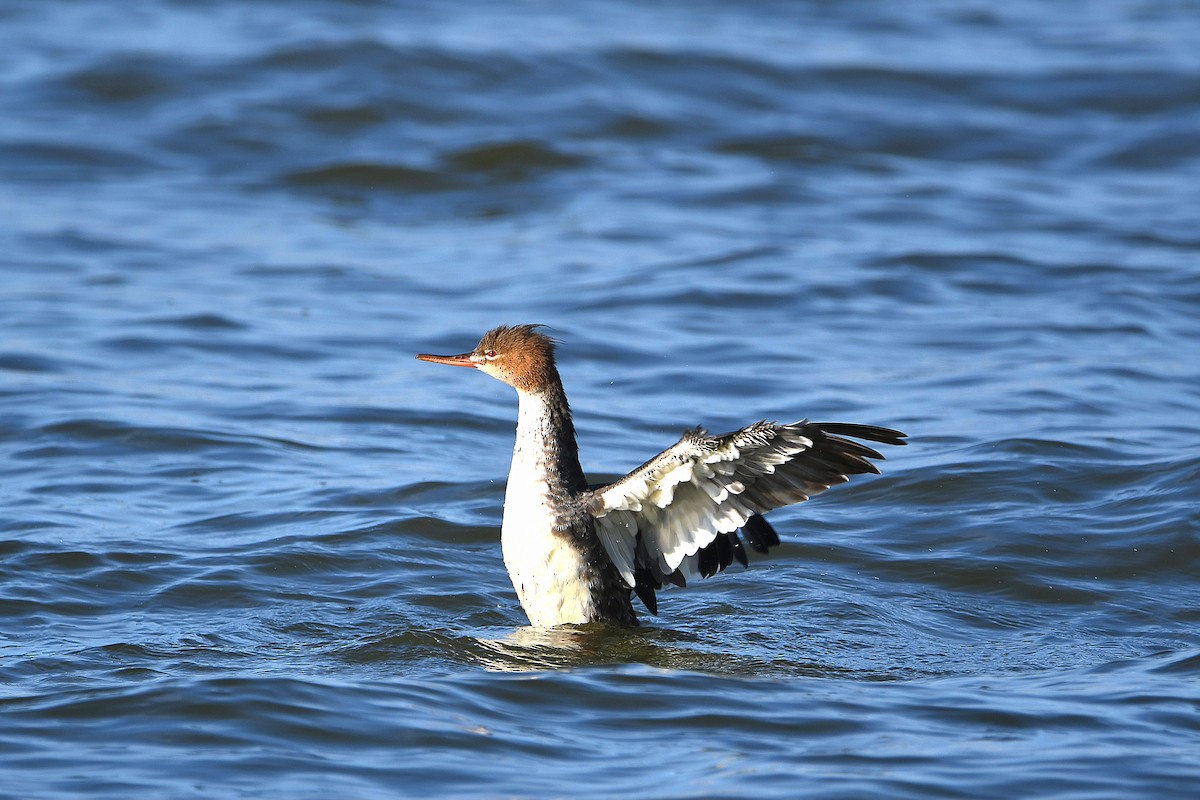 Red-breasted Merganser - ML620885007