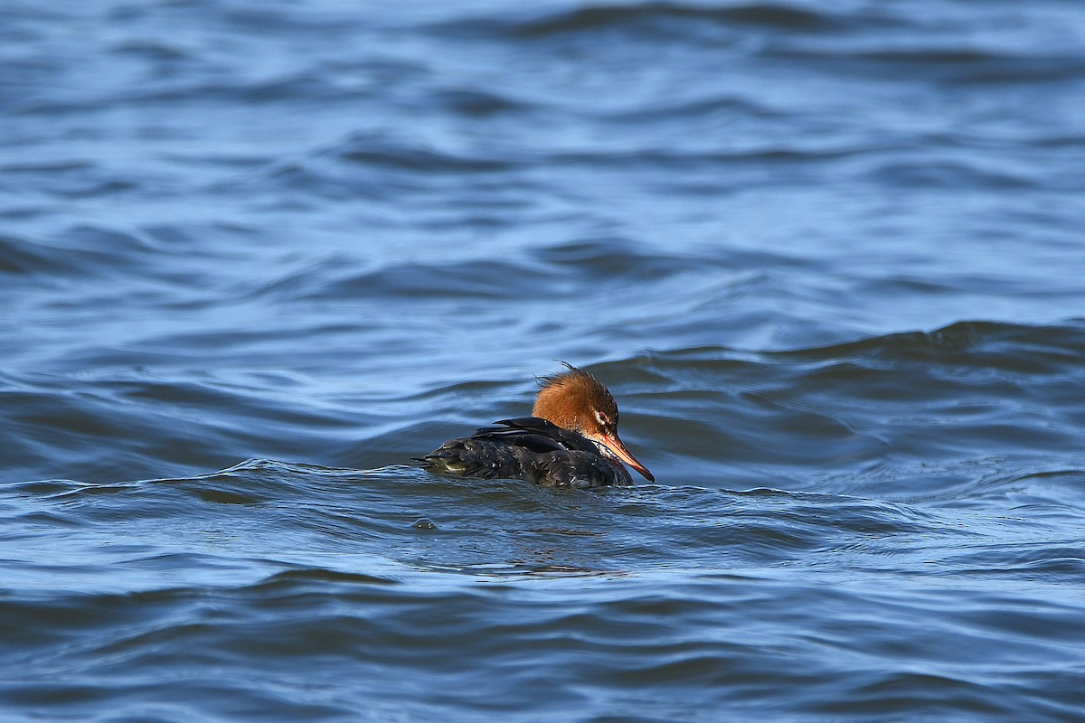 Red-breasted Merganser - ML620885012