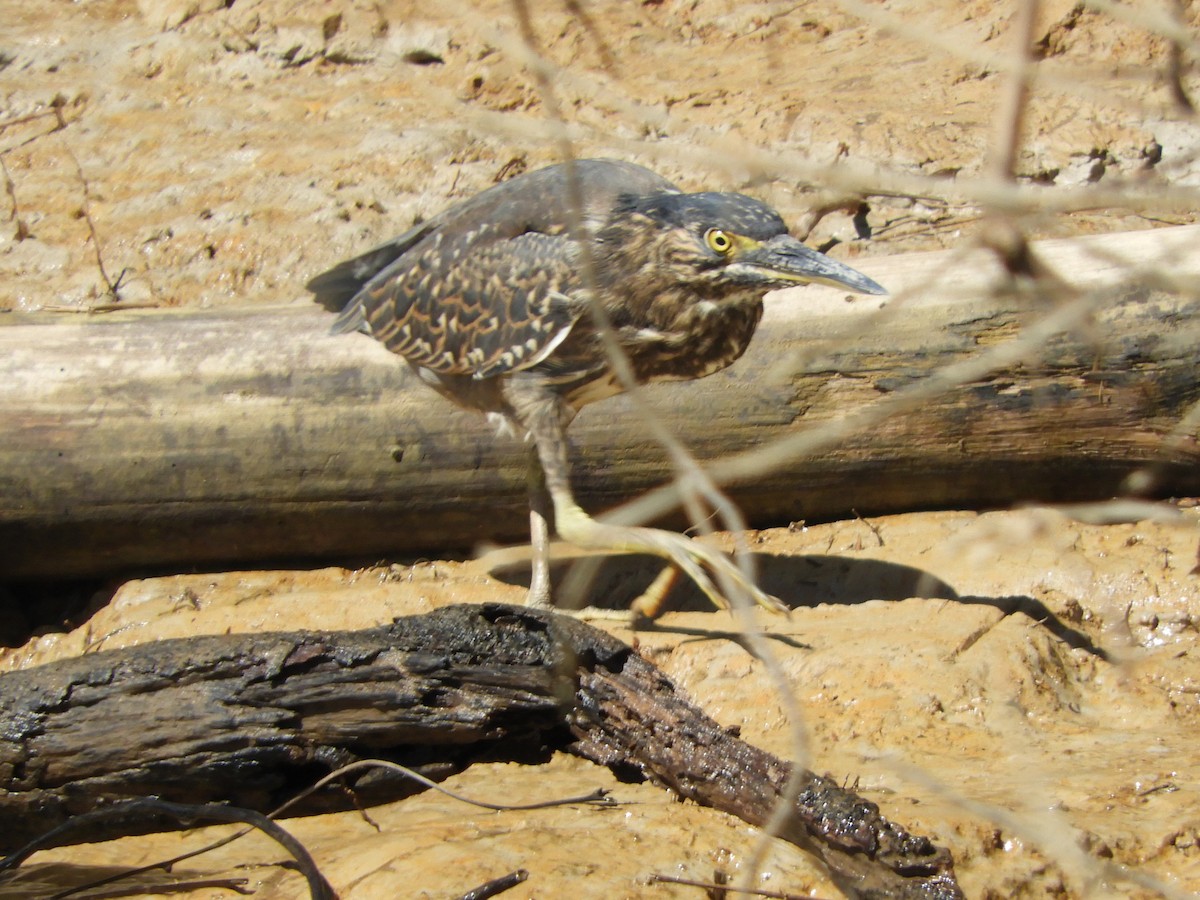 Striated Heron (Old World) - ML620885015