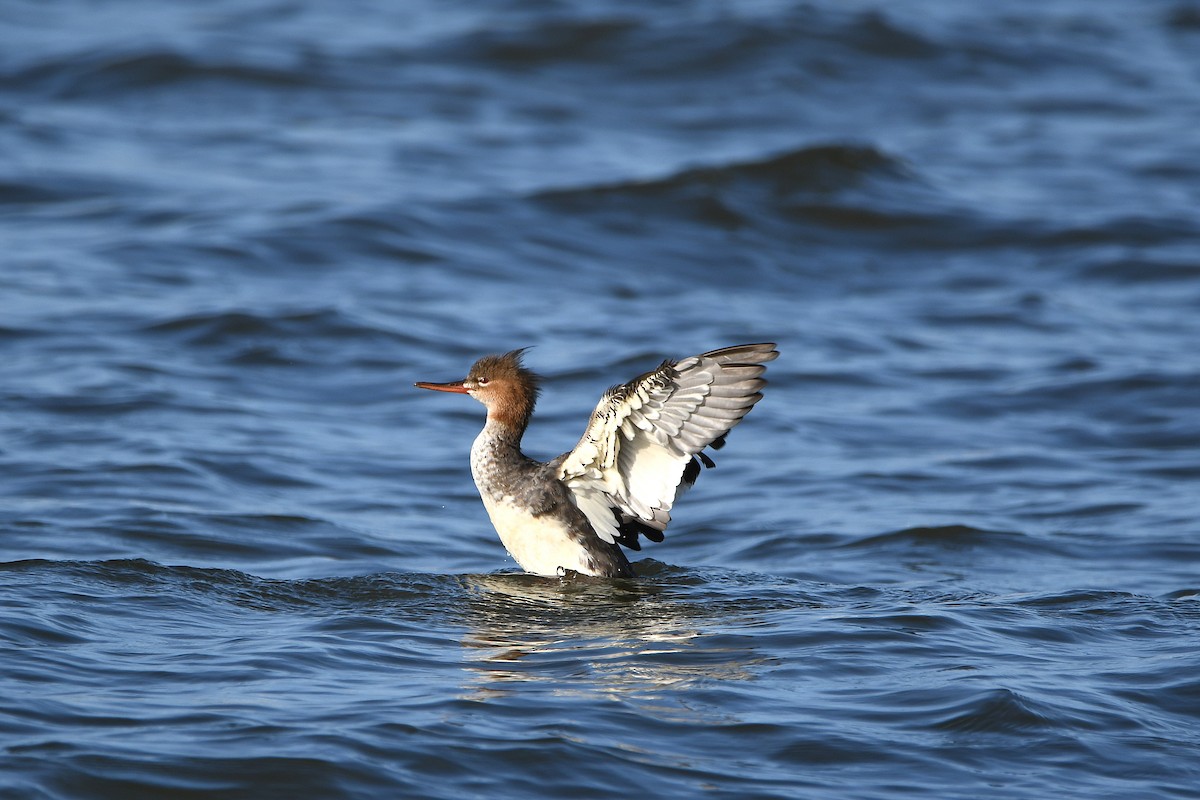 Red-breasted Merganser - ML620885017