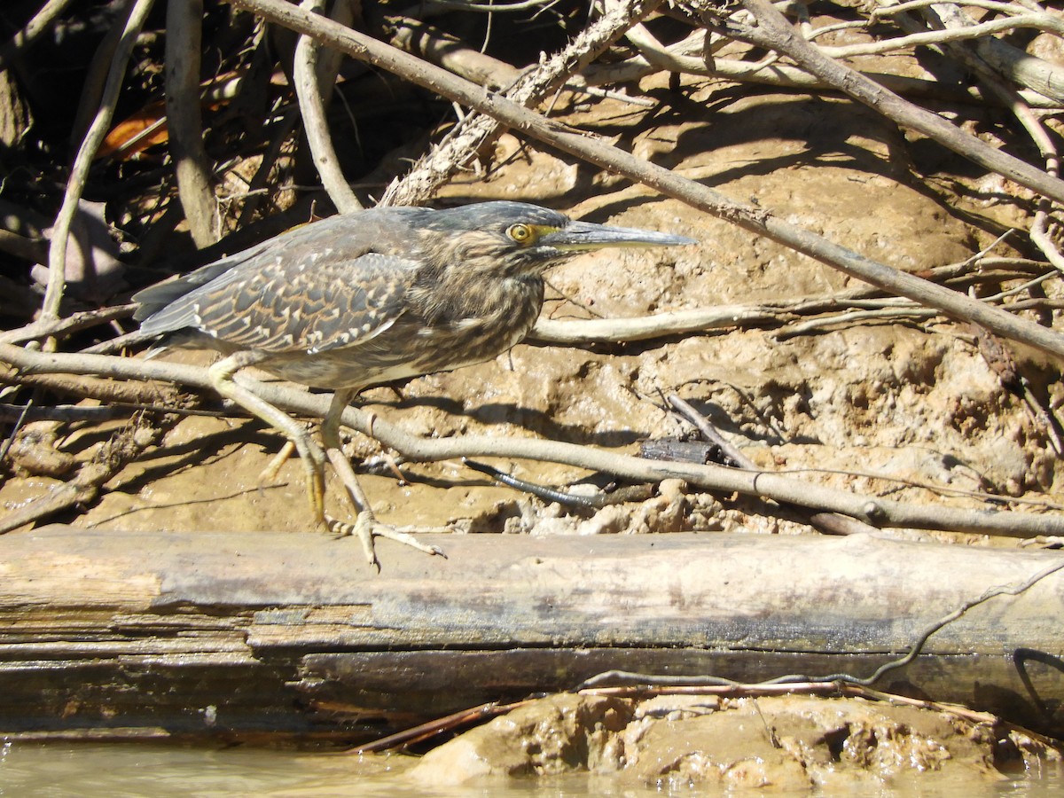 Striated Heron (Old World) - ML620885018