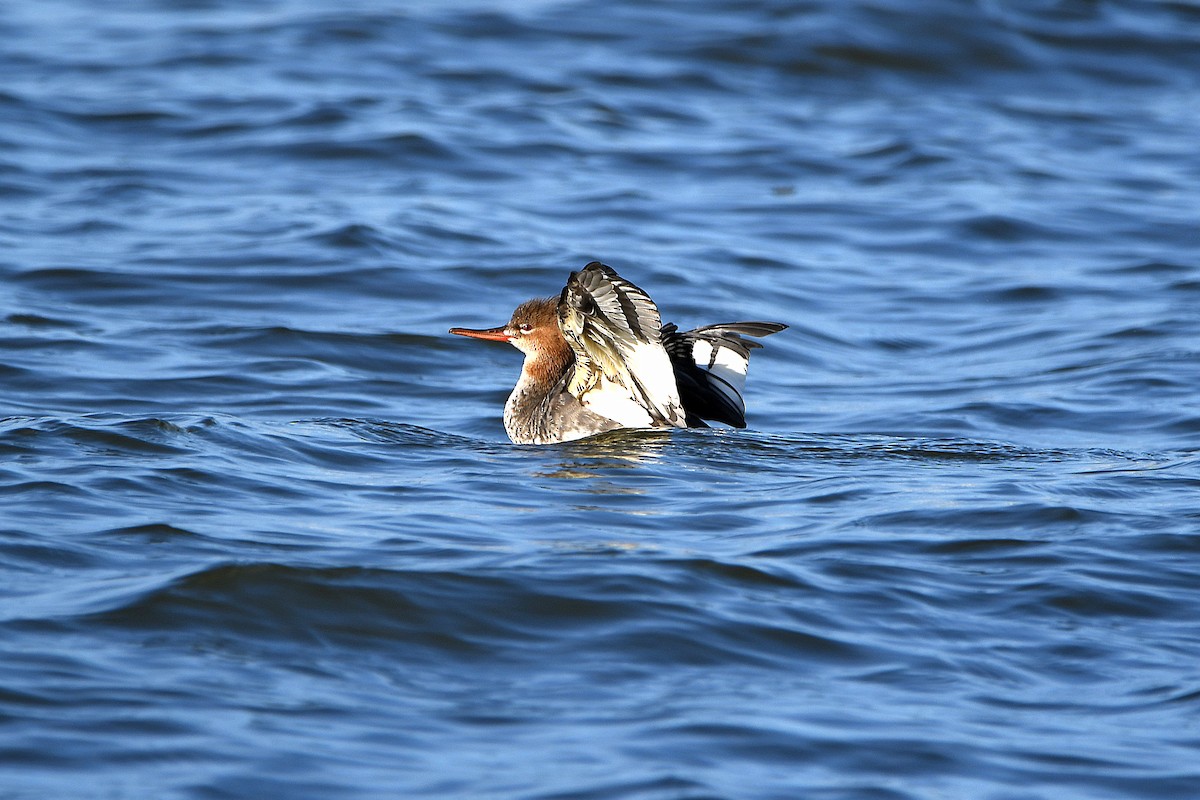 Red-breasted Merganser - ML620885020