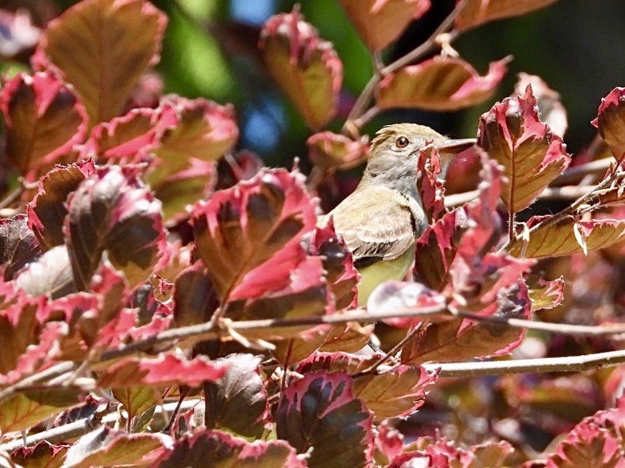 Great Crested Flycatcher - ML620885023