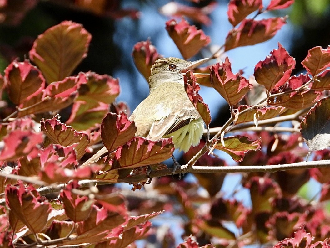 Great Crested Flycatcher - Rosanne Petrich