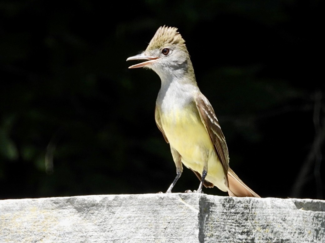 Great Crested Flycatcher - ML620885029