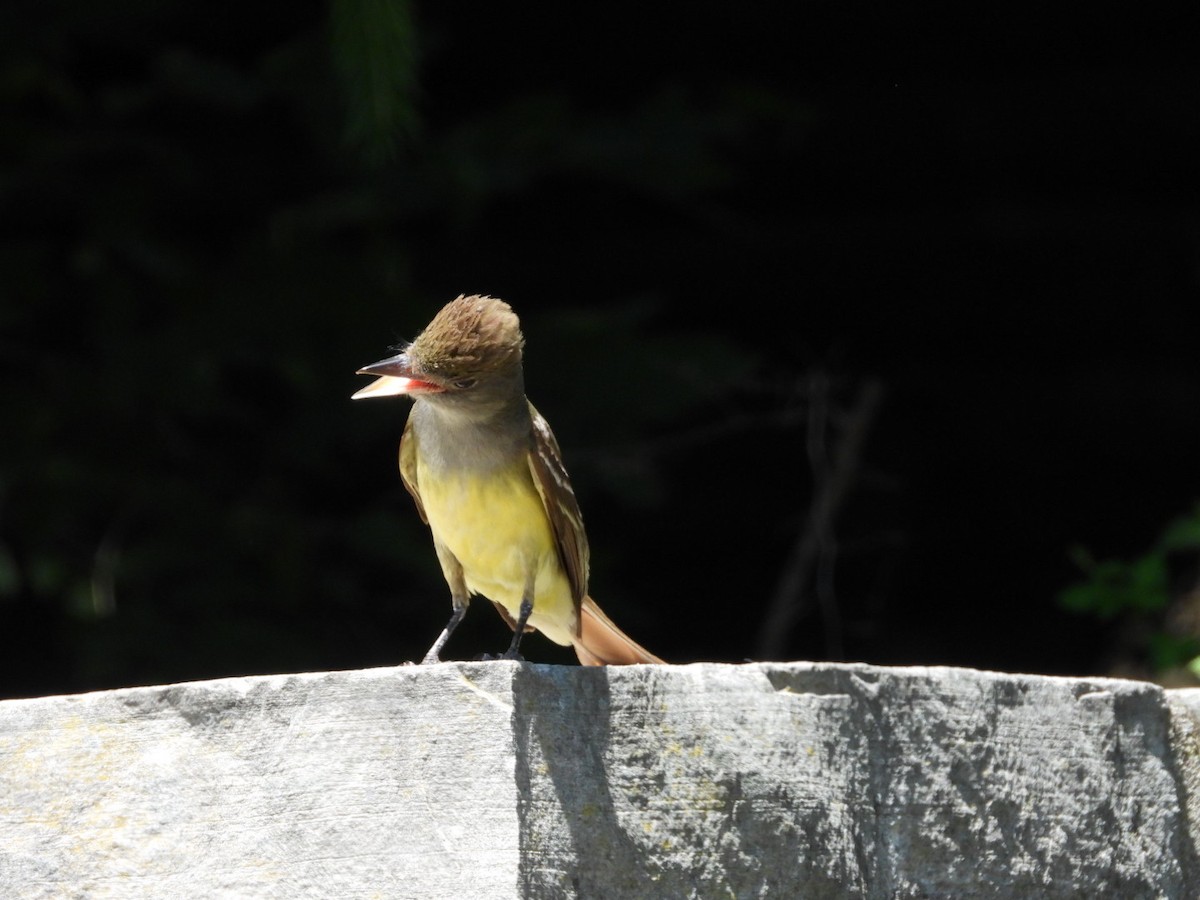 Great Crested Flycatcher - ML620885030