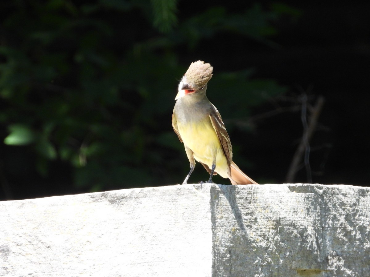 Great Crested Flycatcher - ML620885032