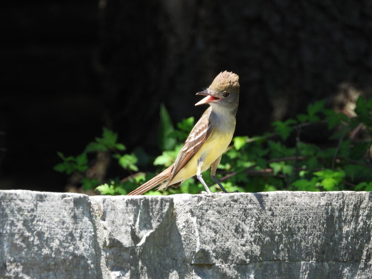 Great Crested Flycatcher - ML620885033