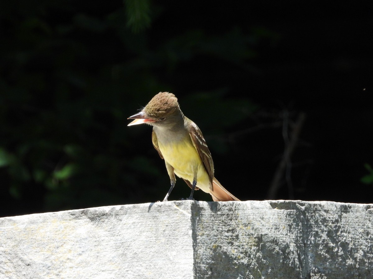 Great Crested Flycatcher - ML620885034