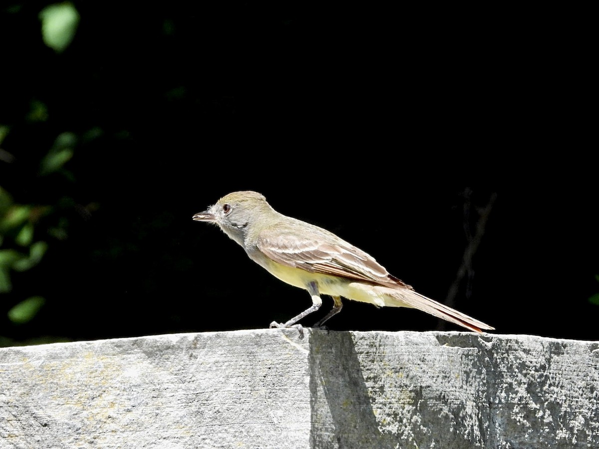 Great Crested Flycatcher - ML620885035