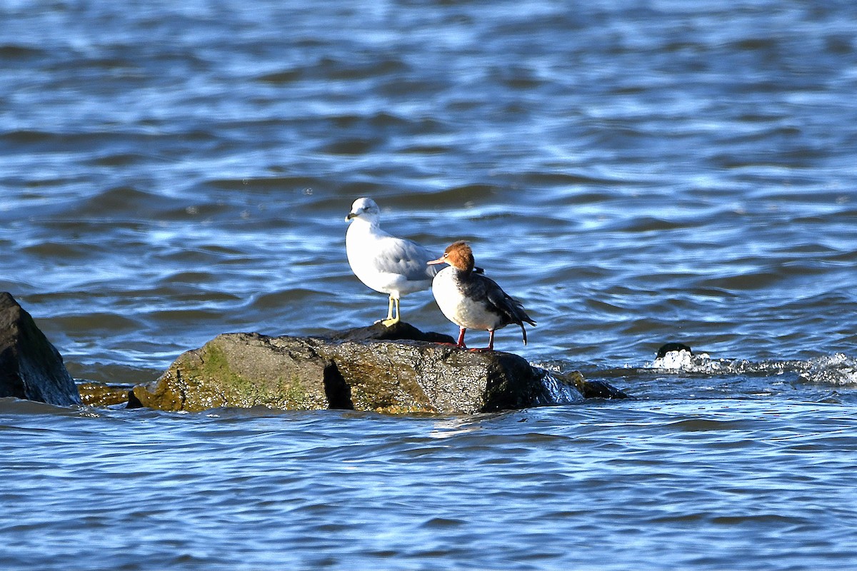 Red-breasted Merganser - ML620885037