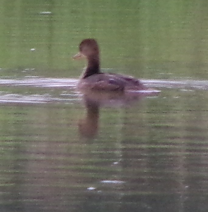 Hooded Merganser - ML620885039