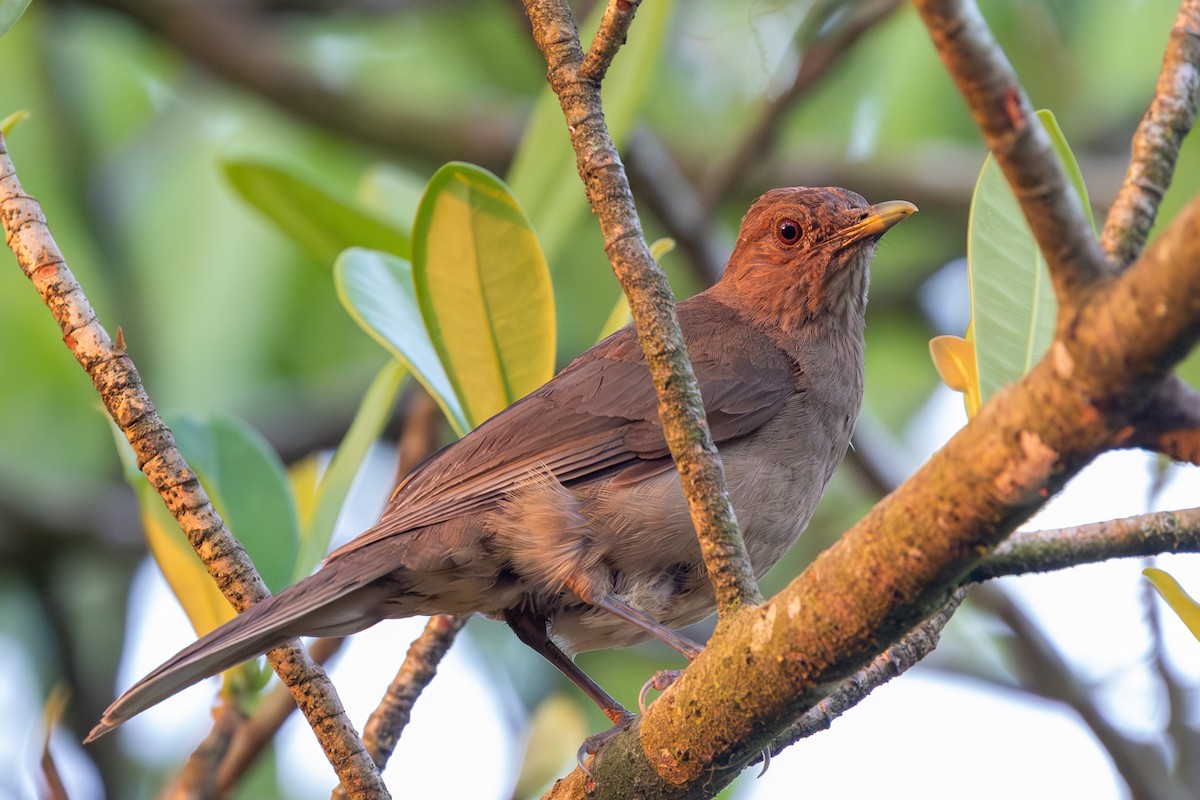 Clay-colored Thrush - ML620885041