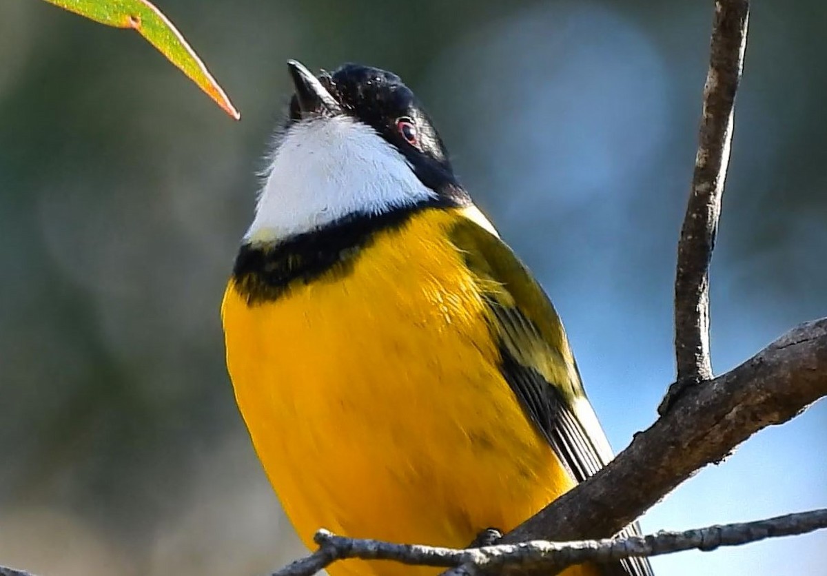 Golden Whistler - ML620885046