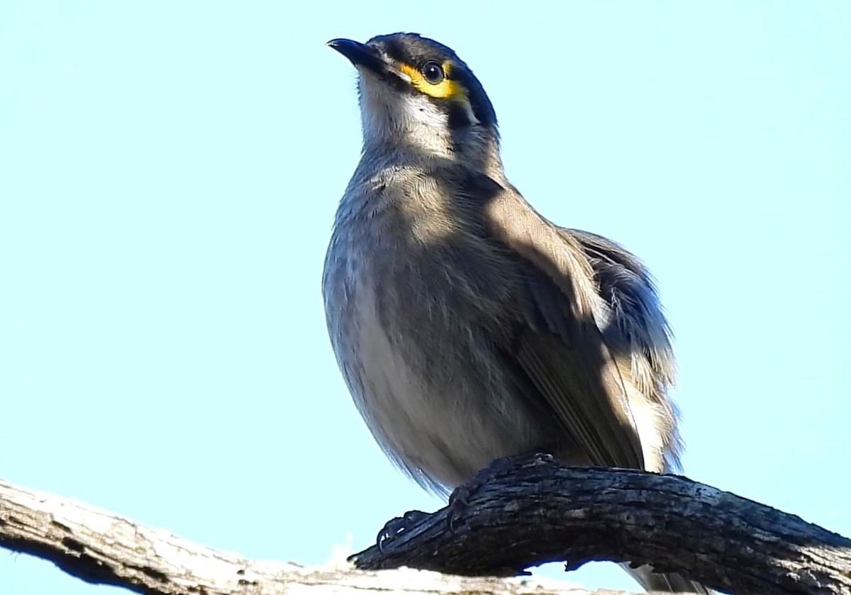 Yellow-faced Honeyeater - ML620885047