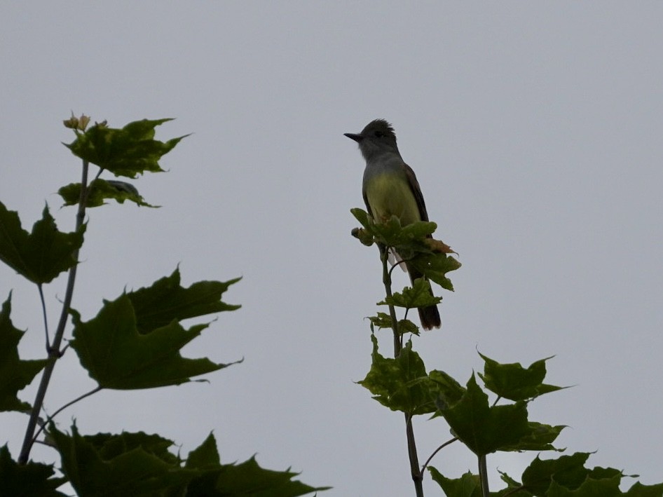 Great Crested Flycatcher - ML620885050