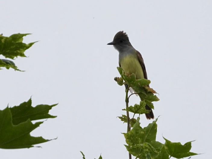 Great Crested Flycatcher - ML620885051
