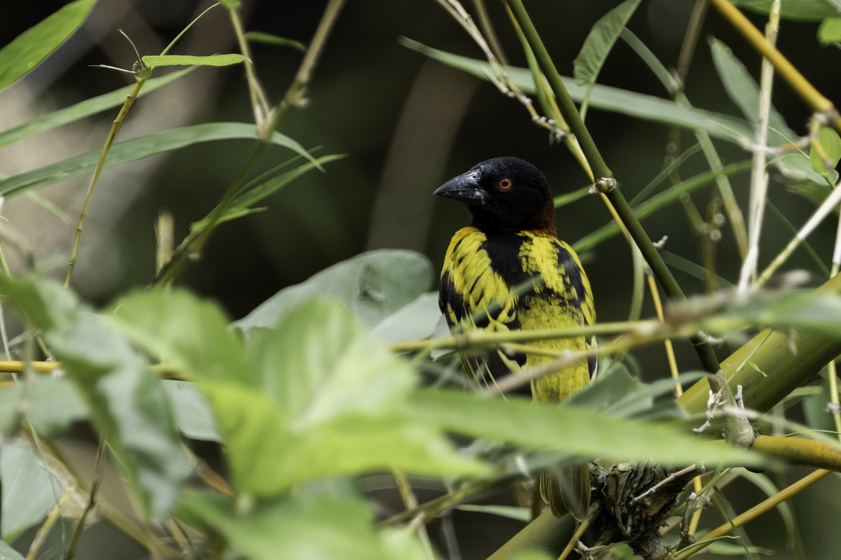 Village Weaver - ML620885052