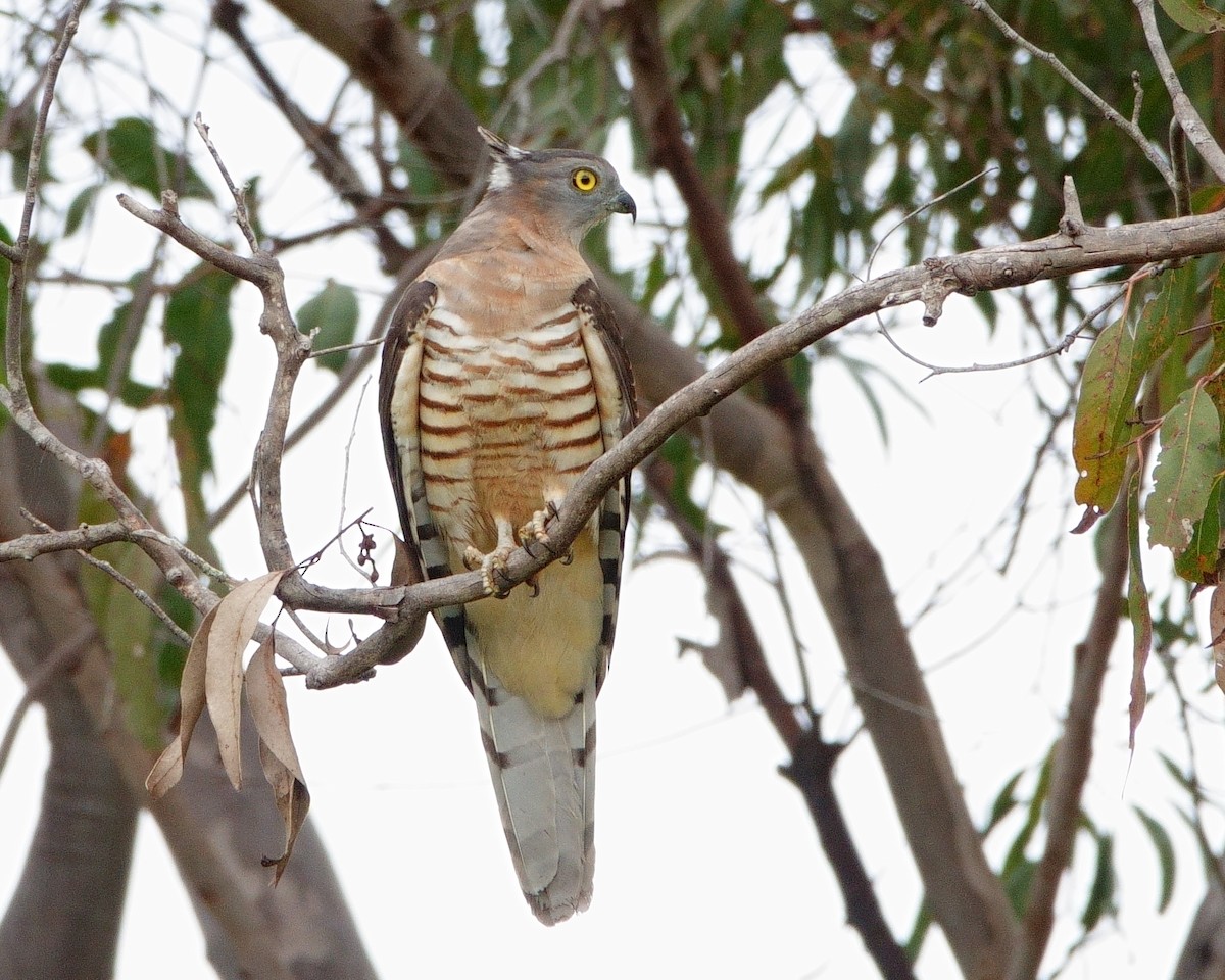 Pacific Baza - ML620885053