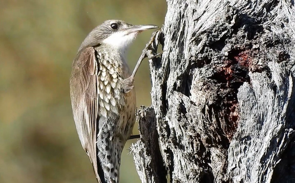 White-throated Treecreeper - ML620885055