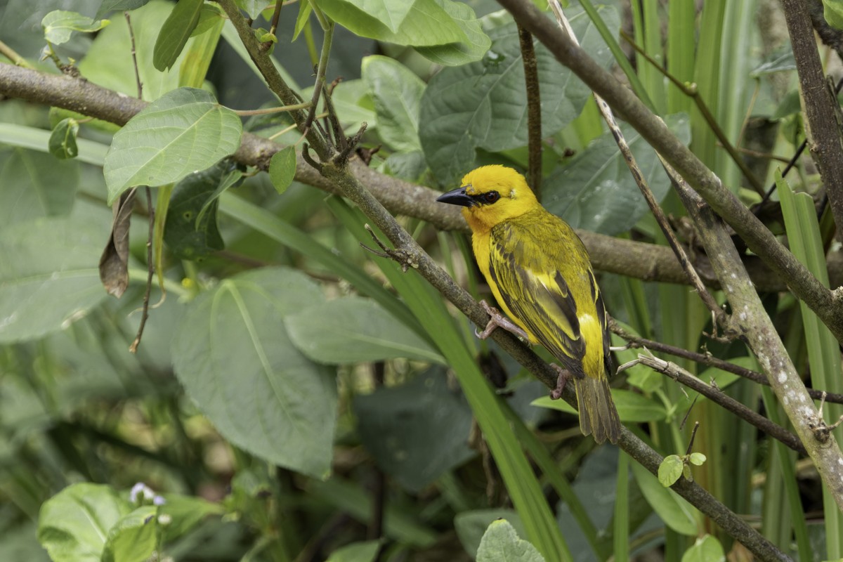 Orange Weaver - ML620885057