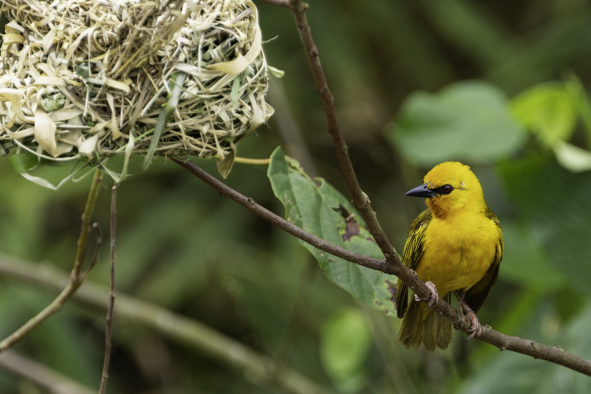 Orange Weaver - ML620885058